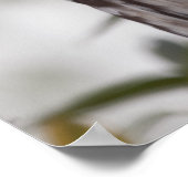 Juvenile Barred Owl (Strix varia) Poster (Ecke)