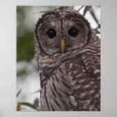 Juvenile Barred Owl (Strix varia) Poster (Vorne)