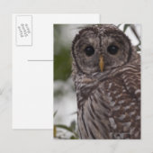 Juvenile Barred Owl (Strix varia) Postkarte (Vorne/Hinten)