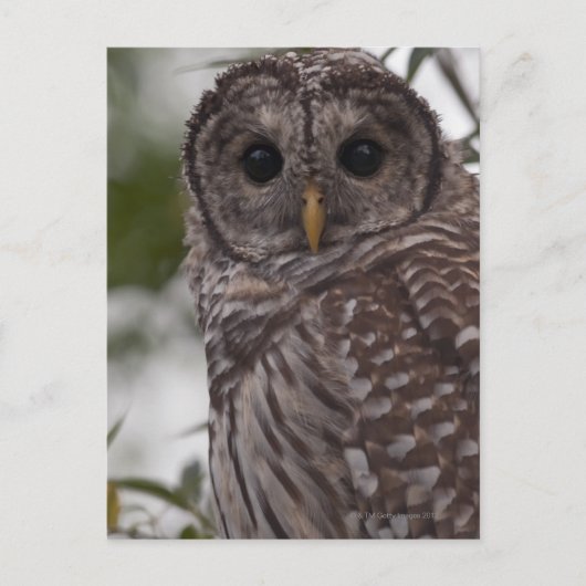 Juvenile Barred Owl (Strix varia) Postkarte (Vorderseite)