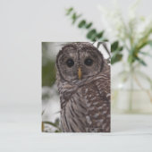 Juvenile Barred Owl (Strix varia) Postkarte (Stehend Vorderseite)