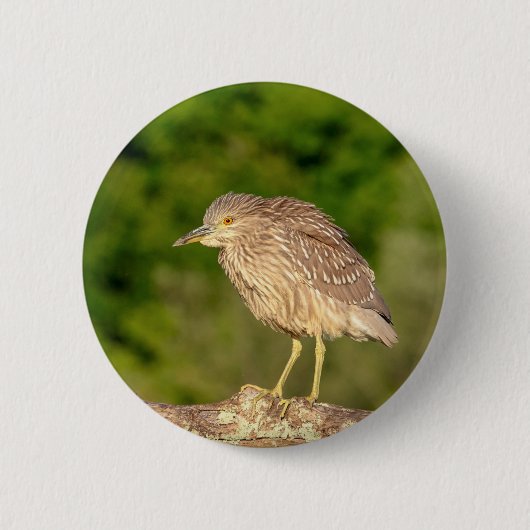 Juvenile Black Crowned Night Heron Button (Vorderseite)