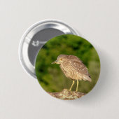 Juvenile Black Crowned Night Heron Button (Vorne & Hinten)