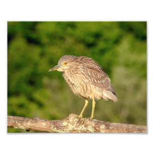 Juvenile Black Crowned Night Heron Fotodruck