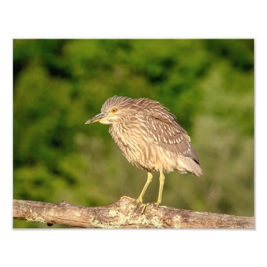 Juvenile Black Crowned Night Heron Fotodruck (Vorne)