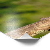 Juvenile Black Crowned Night Heron Fotodruck (Ecke)