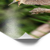 Juvenile Black Crowned Night Heron Fotodruck (Ecke)