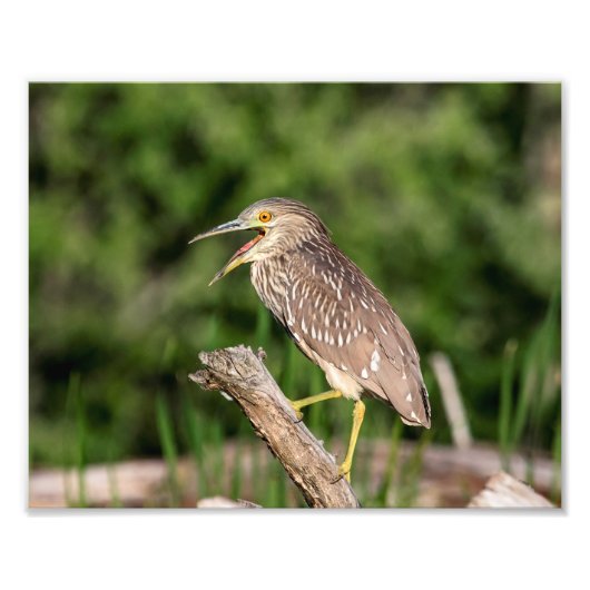 Juvenile Black Crowned Night Heron Fotodruck (Vorne)