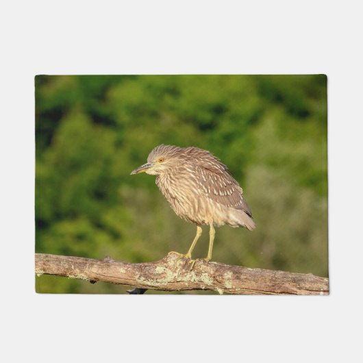 Juvenile Black Crowned Night Heron Fußmatte (Vorderseite)