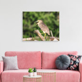 Juvenile Black Crowned Night Heron Leinwanddruck (Insitu (Wohnzimmer))