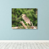 Juvenile Black Crowned Night Heron Leinwanddruck (Insitu (Holzboden))