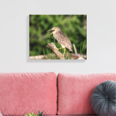 Juvenile Black Crowned Night Heron Leinwanddruck (Insitu (Wohnzimmer))