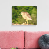 Juvenile Black Crowned Night Heron Leinwanddruck (Insitu (Wohnzimmer))
