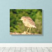 Juvenile Black Crowned Night Heron Leinwanddruck (Insitu (Holzboden))