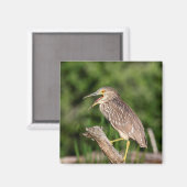 Juvenile Black Crowned Night Heron Magnet (Vorderseite/Rückseite)