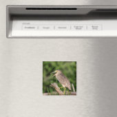 Juvenile Black Crowned Night Heron Magnet (In Situ (Geschirrspüler))