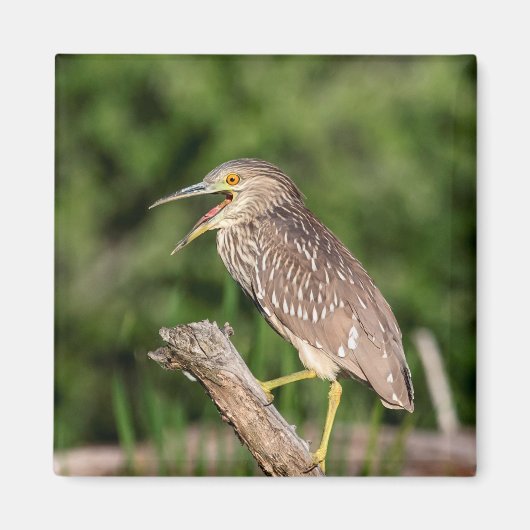 Juvenile Black Crowned Night Heron Magnet (Vorne)