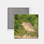 Juvenile Black Crowned Night Heron Magnet (Vorderseite/Rückseite)