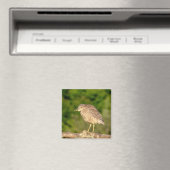 Juvenile Black Crowned Night Heron Magnet (In Situ (Geschirrspüler))