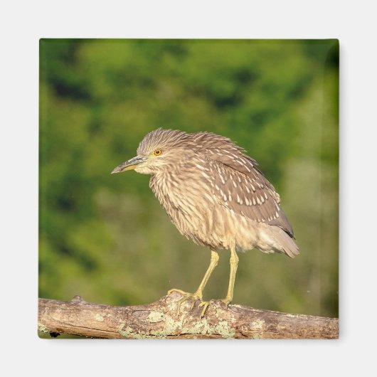Juvenile Black Crowned Night Heron Magnet (Vorne)