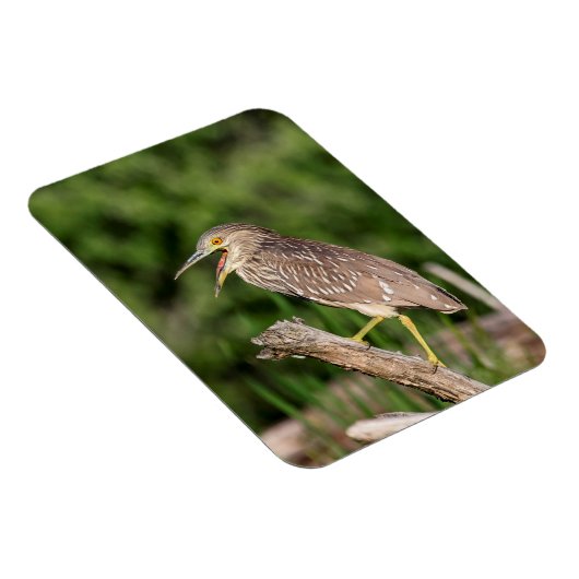 Juvenile Black Crowned Night Heron Magnet (Rechte Seite)