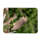 Juvenile Black Crowned Night Heron Magnet (Horizontal)