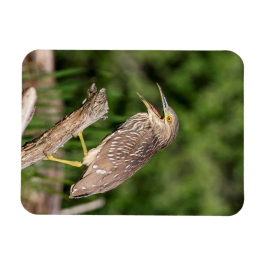 Juvenile Black Crowned Night Heron Magnet (Horizontal)