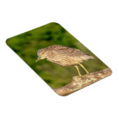 Juvenile Black Crowned Night Heron Magnet (Rechte Seite)