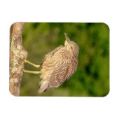 Juvenile Black Crowned Night Heron Magnet (Horizontal)