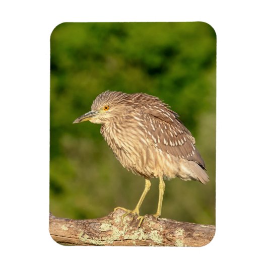 Juvenile Black Crowned Night Heron Magnet (Vertikal)