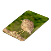 Juvenile Black Crowned Night Heron Magnet (Linke Seite)