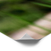 Juvenile Black Crowned Night Heron Poster (Ecke)