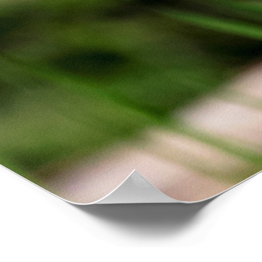 Juvenile Black Crowned Night Heron Poster (Ecke)