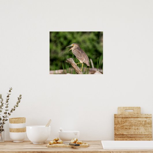 Juvenile Black Crowned Night Heron Poster (Küche)