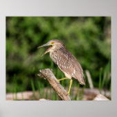 Juvenile Black Crowned Night Heron Poster (Vorne)