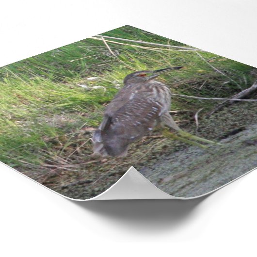 Juvenile Black-Crowned Night-Heron Poster (Ecke)