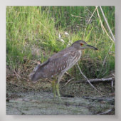 Juvenile Black-Crowned Night-Heron Poster (Vorne)