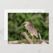 Juvenile Black Crowned Night Heron Postkarte (Vorne/Hinten)
