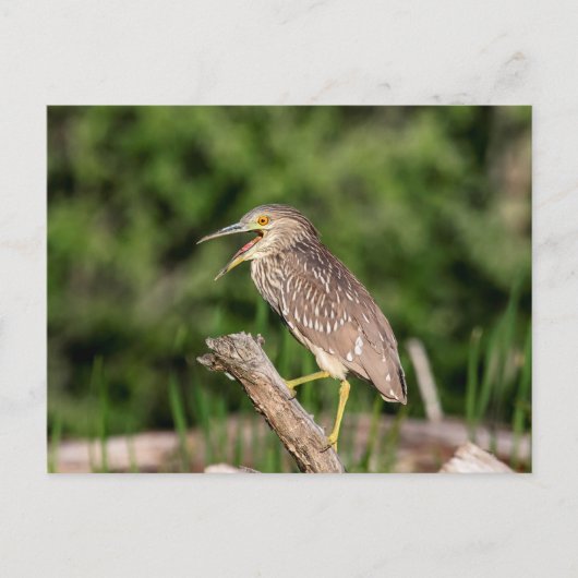 Juvenile Black Crowned Night Heron Postkarte (Vorderseite)