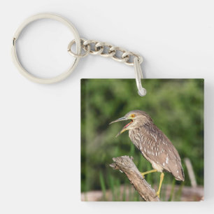 Juvenile Black Crowned Night Heron Schlüsselanhänger