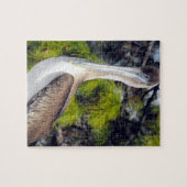 Juvenile Brown Pelican Puzzle (Horizontal)