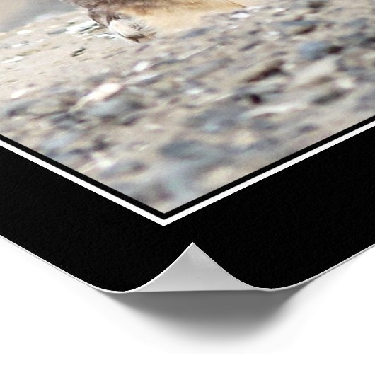 Juvenile Burrowing Owl Poster (Ecke)