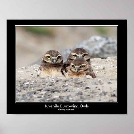 Juvenile Burrowing Owl Poster (Vorne)