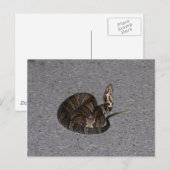 Juvenile Cottonmouth Snake Postkarte (Vorne/Hinten)