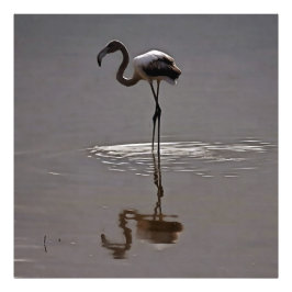 Juvenile Flamingo in Grau mit Reflektion Fotodruck