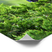 Juvenile Gelbe-Kronen-Nachtheron-Poster Poster (Ecke)