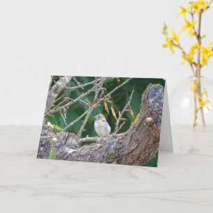 Juvenile Goldfinch - Almond Tree Card Karte