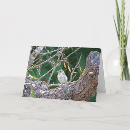 Juvenile Goldfinch - Almond Tree Card Karte (Vorderseite)