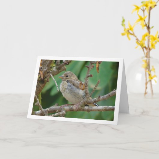 Juvenile Goldfinch - Almond Tree Card Karte (Gelbe Blume)