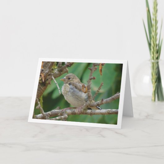 Juvenile Goldfinch - Almond Tree Card Karte (Vorderseite)